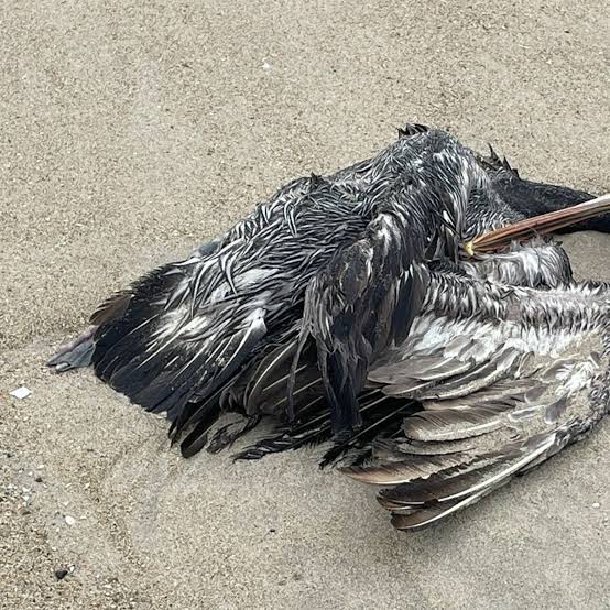 Confirman muerte de 320 aves por influenza aviar entre Lempira y Copán