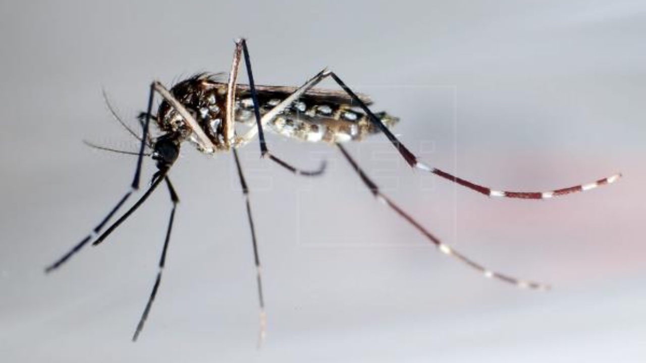 Dengue sigue en aumento en Honduras: 4,605 casos y una muerte