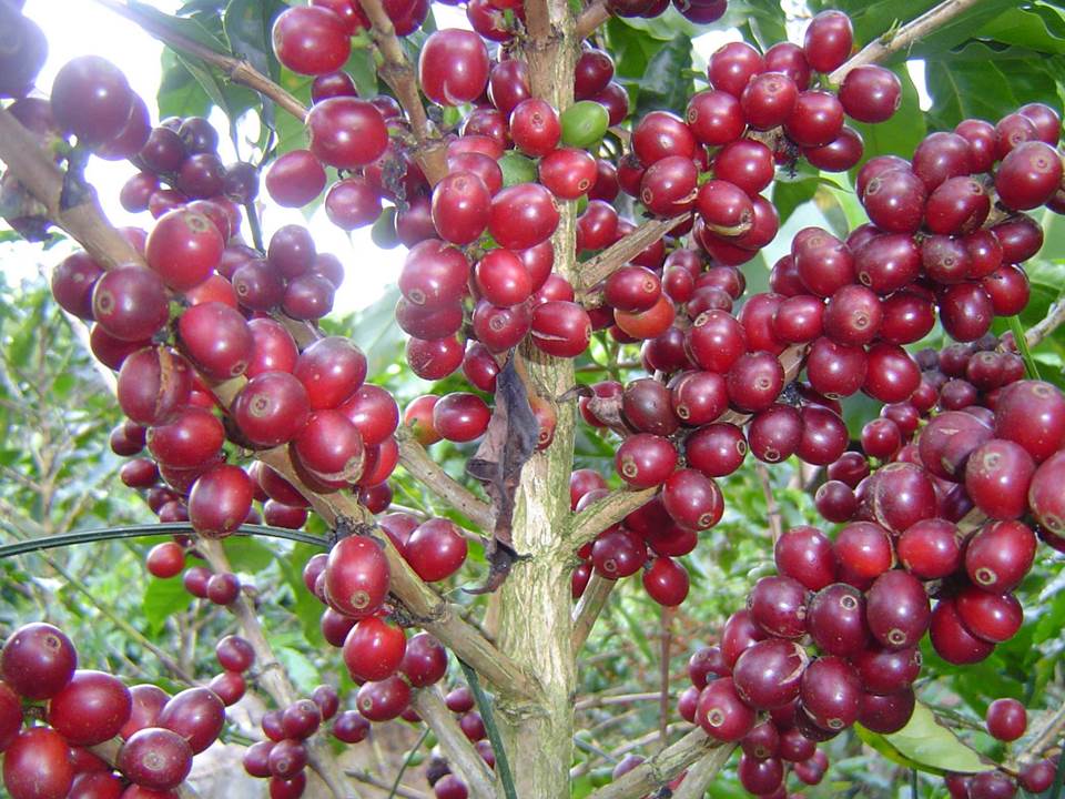 foto-cafe-7.jpg