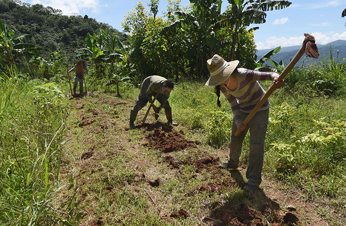 En-la-finca-del-Proyecto-Guayabacherry.jpg