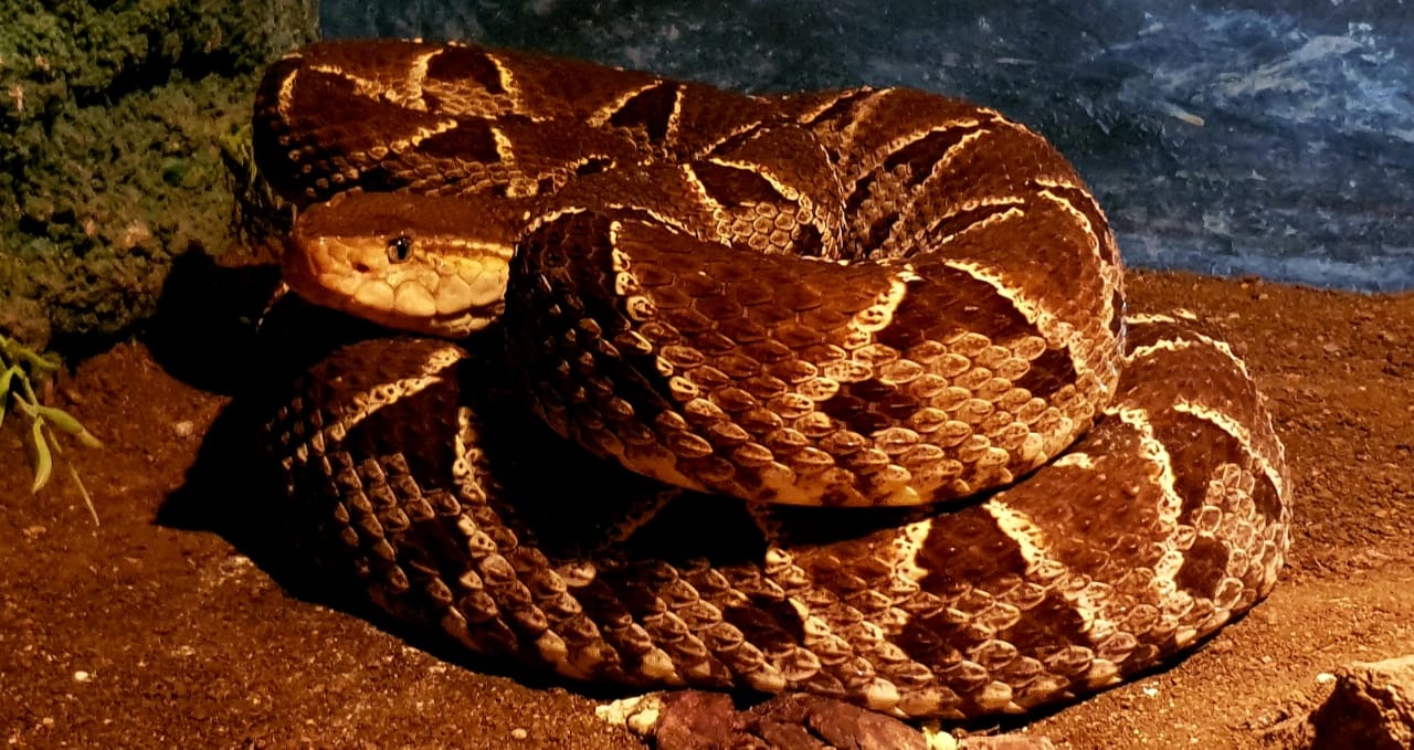 En las zonas rurales y agrícolas de Honduras se dan más casos de mordedura de serpiente. · Foto: Cortesía