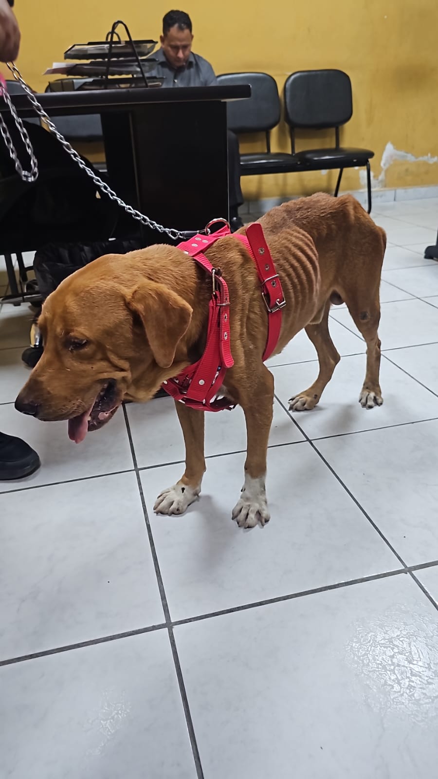 Personal municipal trasladó al animal para brindarle atención veterinaria prioritaria tras las agresiones sufridas en la carretera.