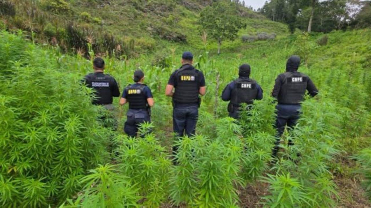 Aseguran 12 mil plantas de marihuana y decomisan 20 libras de droga en Marale