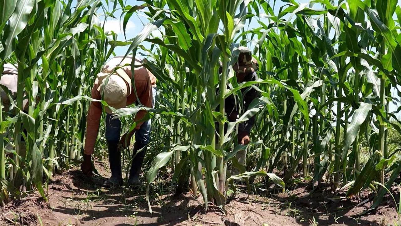 Banadesa es la principal institución estatal de financiamiento para el sector agropecuario hondureño.