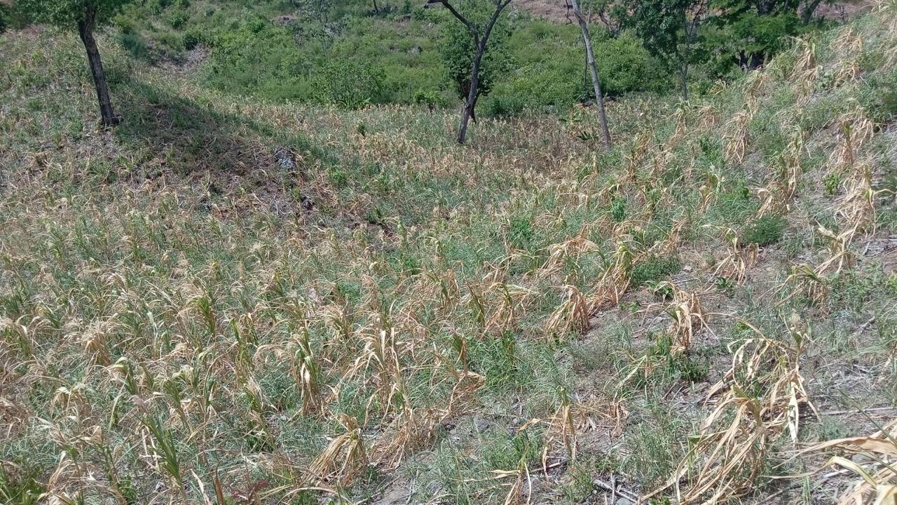 Adelantan más de L1,100 millones a 75 alcaldías afectadas por sequía