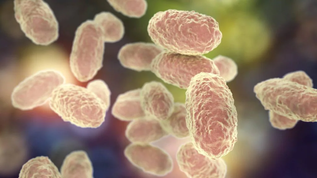 pertussisbacteria16x911024x576jpg.webp