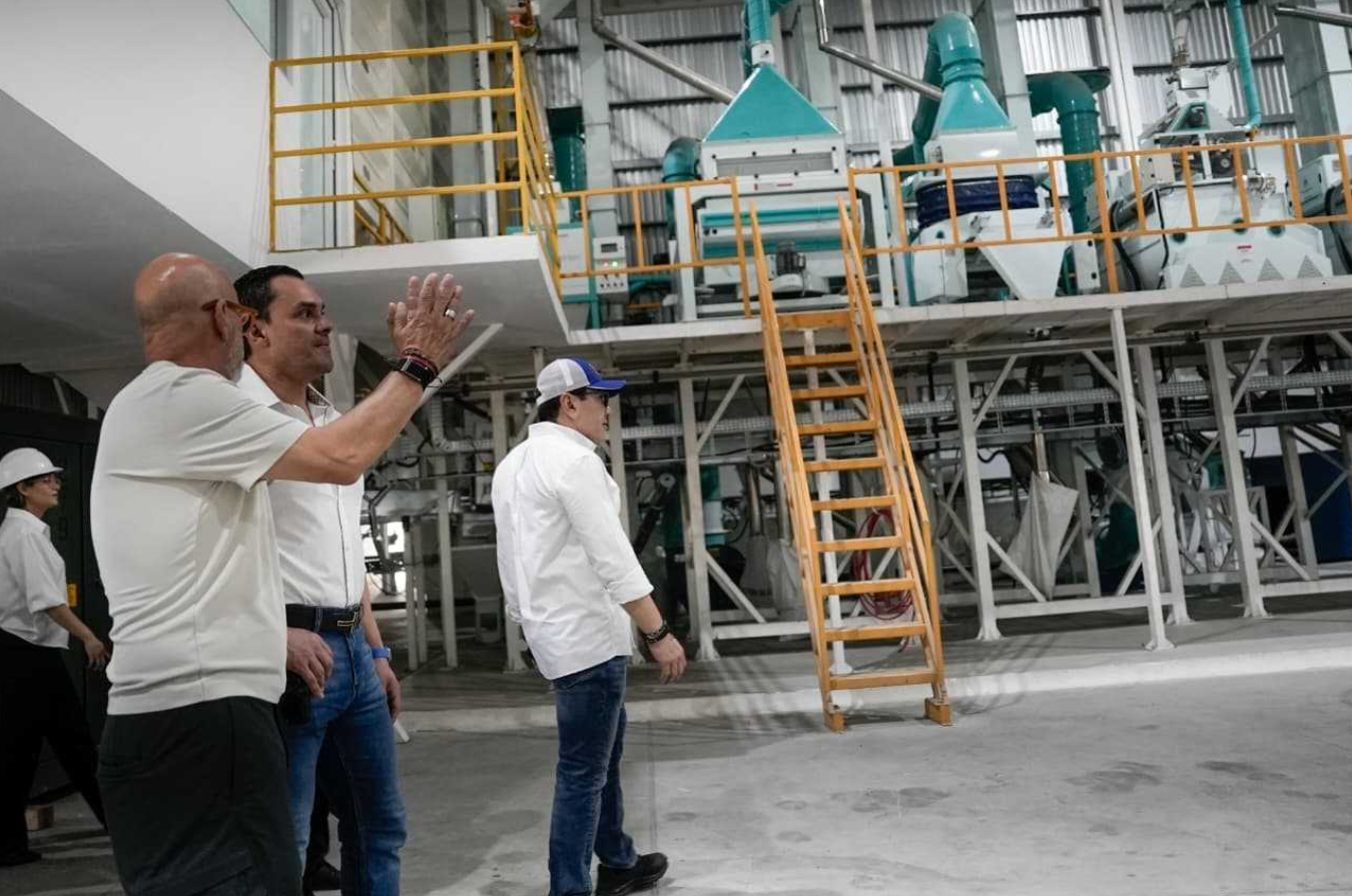 La estrategia para recuperar el arroz contempla créditos, semillas mejoradas, fertilizantes, asistencia técnica y seguro agrícola.