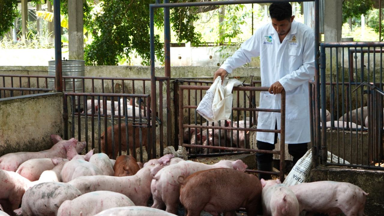 Cerdos de alta genética llegan a 100 productores de Yoro, Olancho y Choluteca