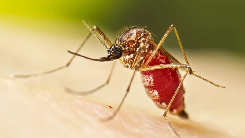 Dengue en Honduras baja frente a 2025, pero Salud mantiene alerta por casos graves