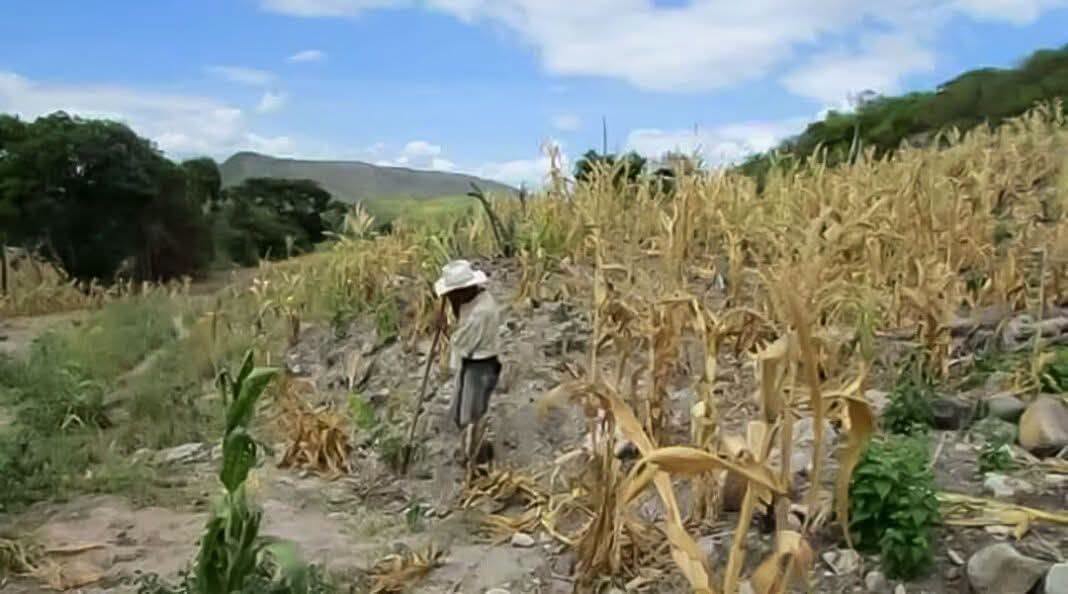 Alcalde de Piraera, Lempira, pide ayuda ante Asfura por sequía; Gobierno responde