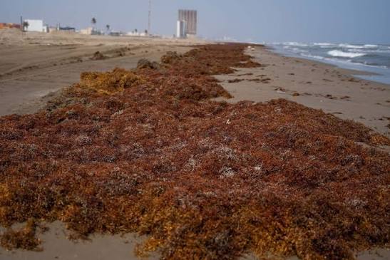 El sargazo ha sido uno de los desafíos que el caribe hondureño ha enfrentado.