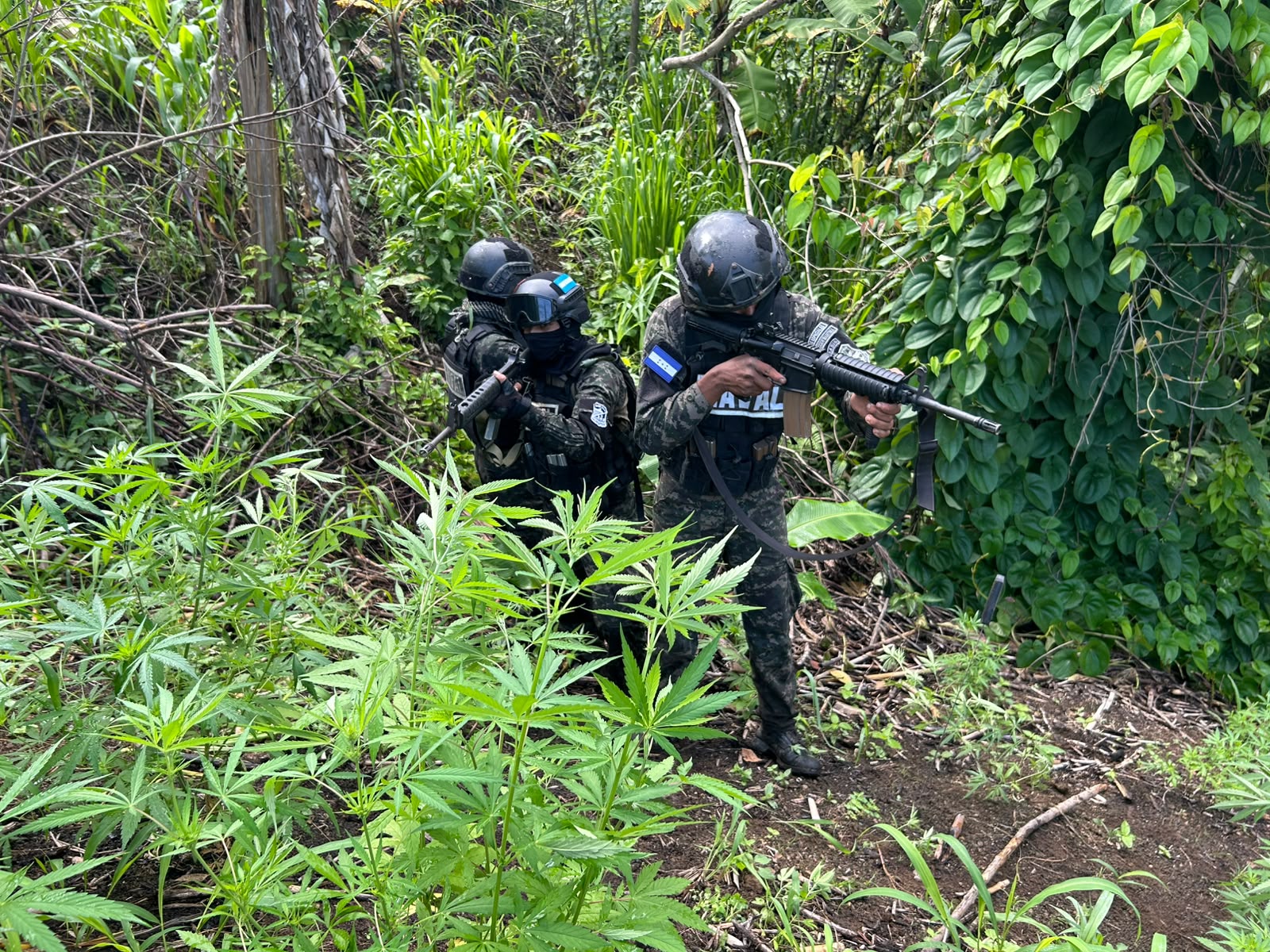 Más de 155 mil plantas de supuesta marihuana han sido erradicadas por las Fuerzas Armadas durante las operaciones realizadas en Honduras en 2026.