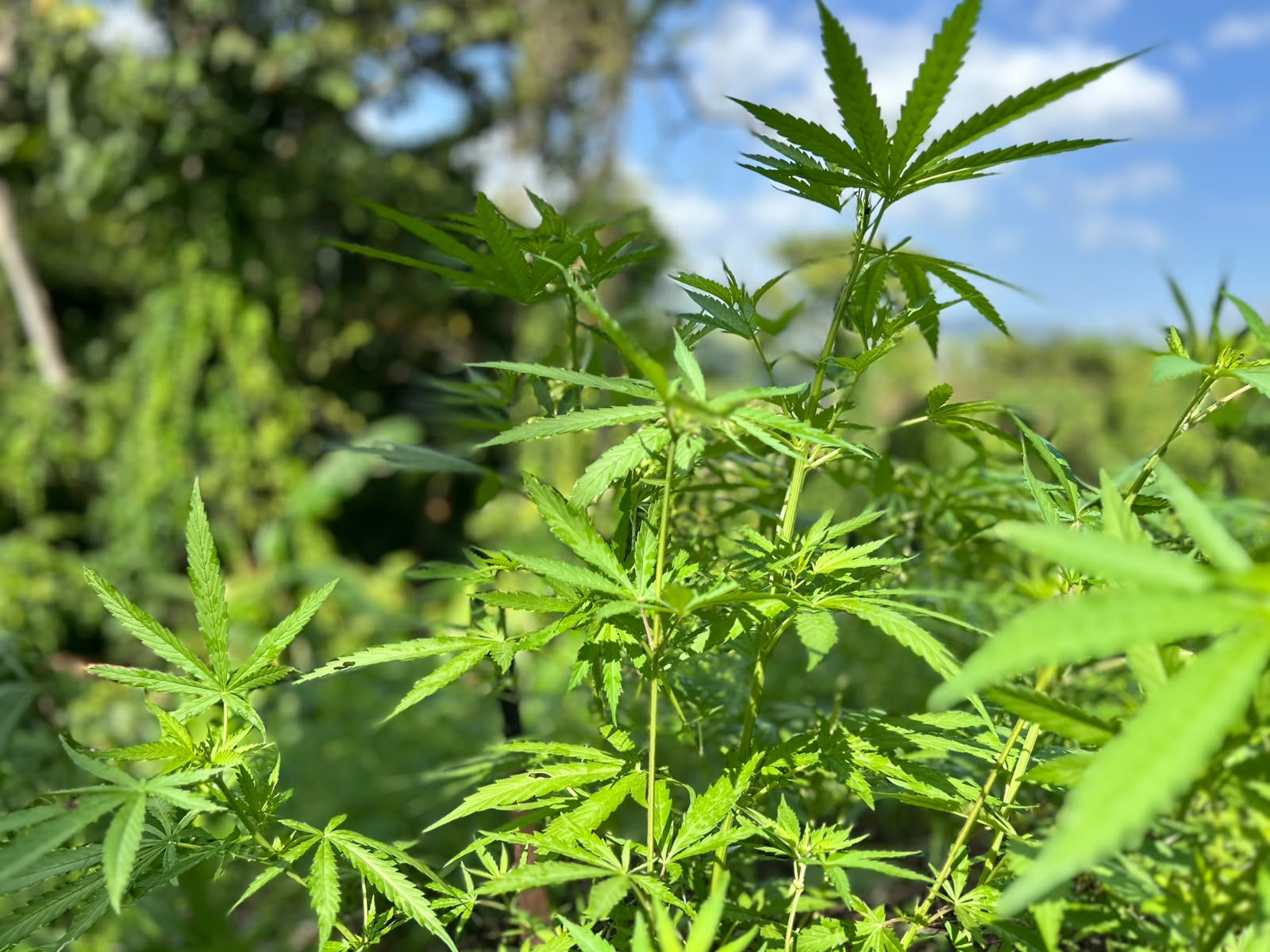 En Tocoa, Colón, las autoridades aseguraron dos plantaciones con aproximadamente 17,500 plantas de supuesta marihuana.