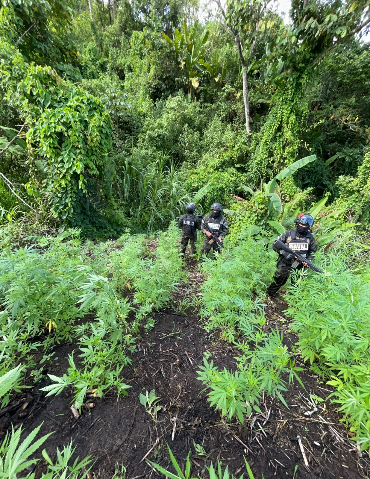 Los operativos antidrogas permitieron localizar cultivos de supuesta marihuana en una extensión de cinco manzanas en el departamento de Colón.