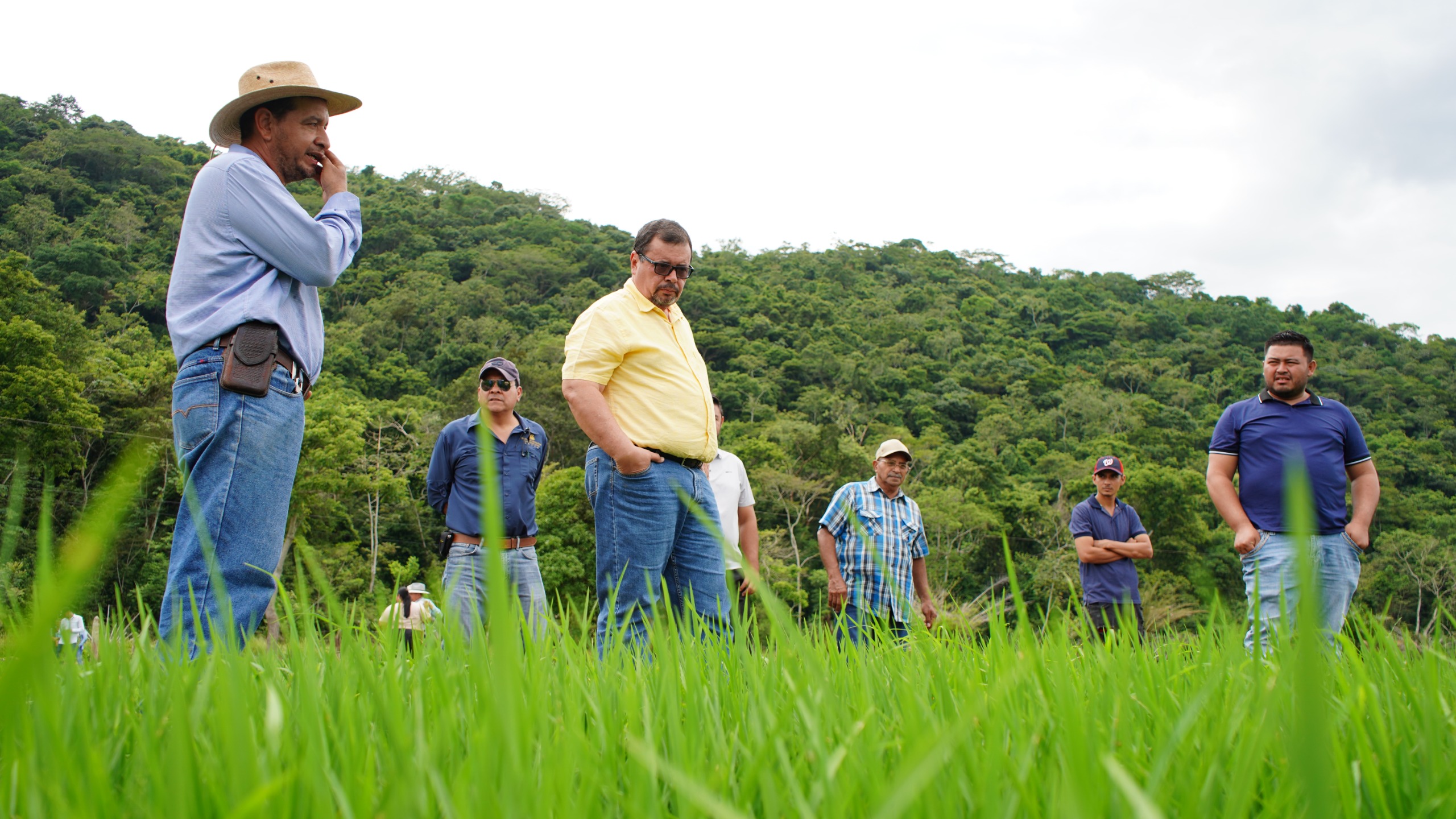 La variedad JUMA 6920 es evaluada por productores y técnicos por su rendimiento y adaptación a las condiciones de Honduras.