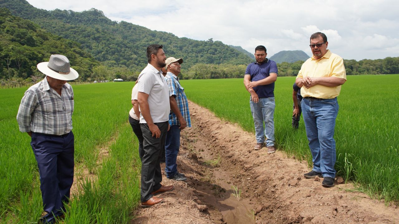 Nuevas variedades de arroz buscan rendimientos de hasta 120 quintales por manzana