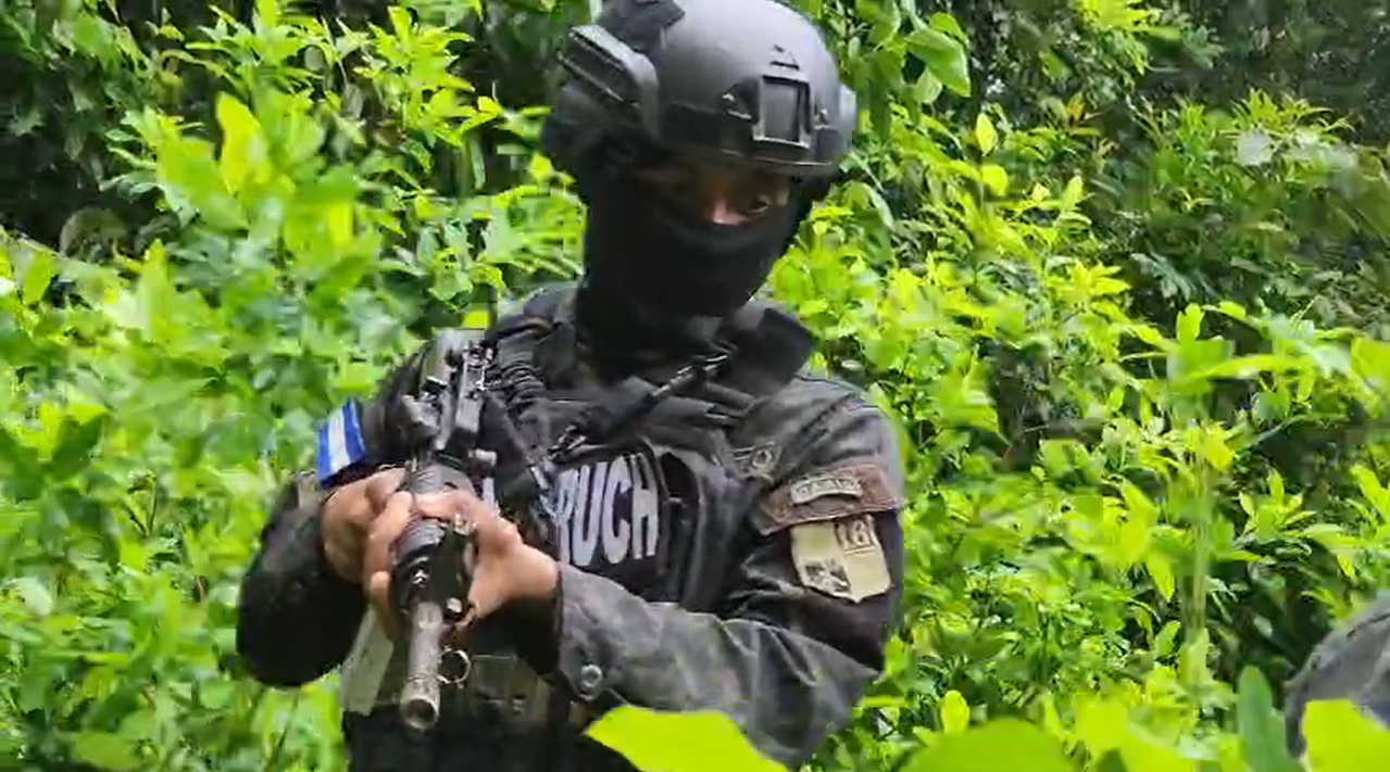 Fuerza Xatruch asegura cuatro manzanas de cultivos ilícitos y un picadero de coca en el Caribe hondureño.