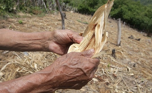 Sequía golpea a Centroamérica y amenaza cultivos, agua y alimentos