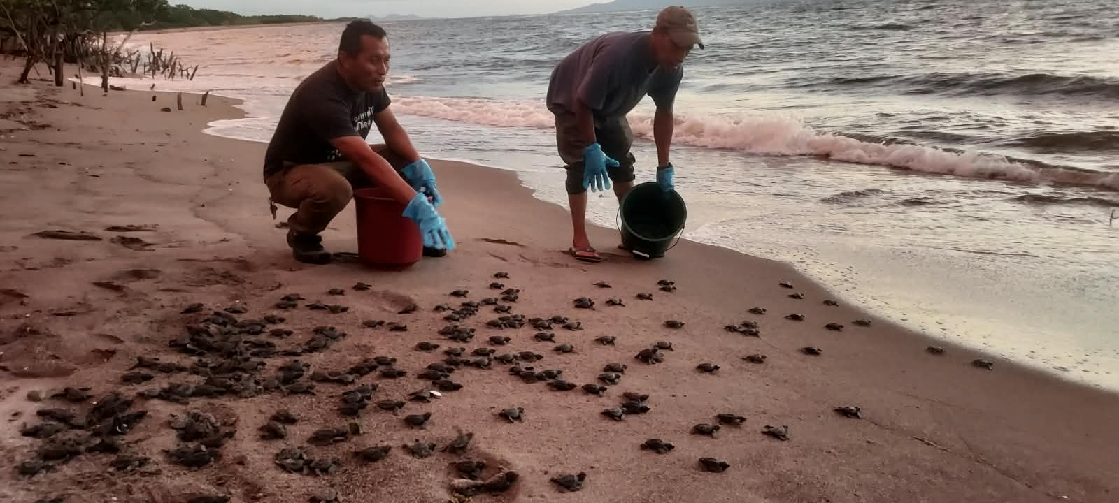 SAG fortalece acciones para proteger la tortuga golfina