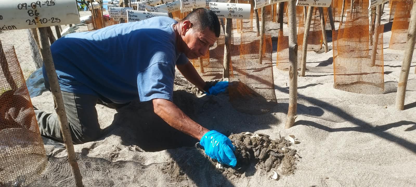 Veda de las tortugas golfina