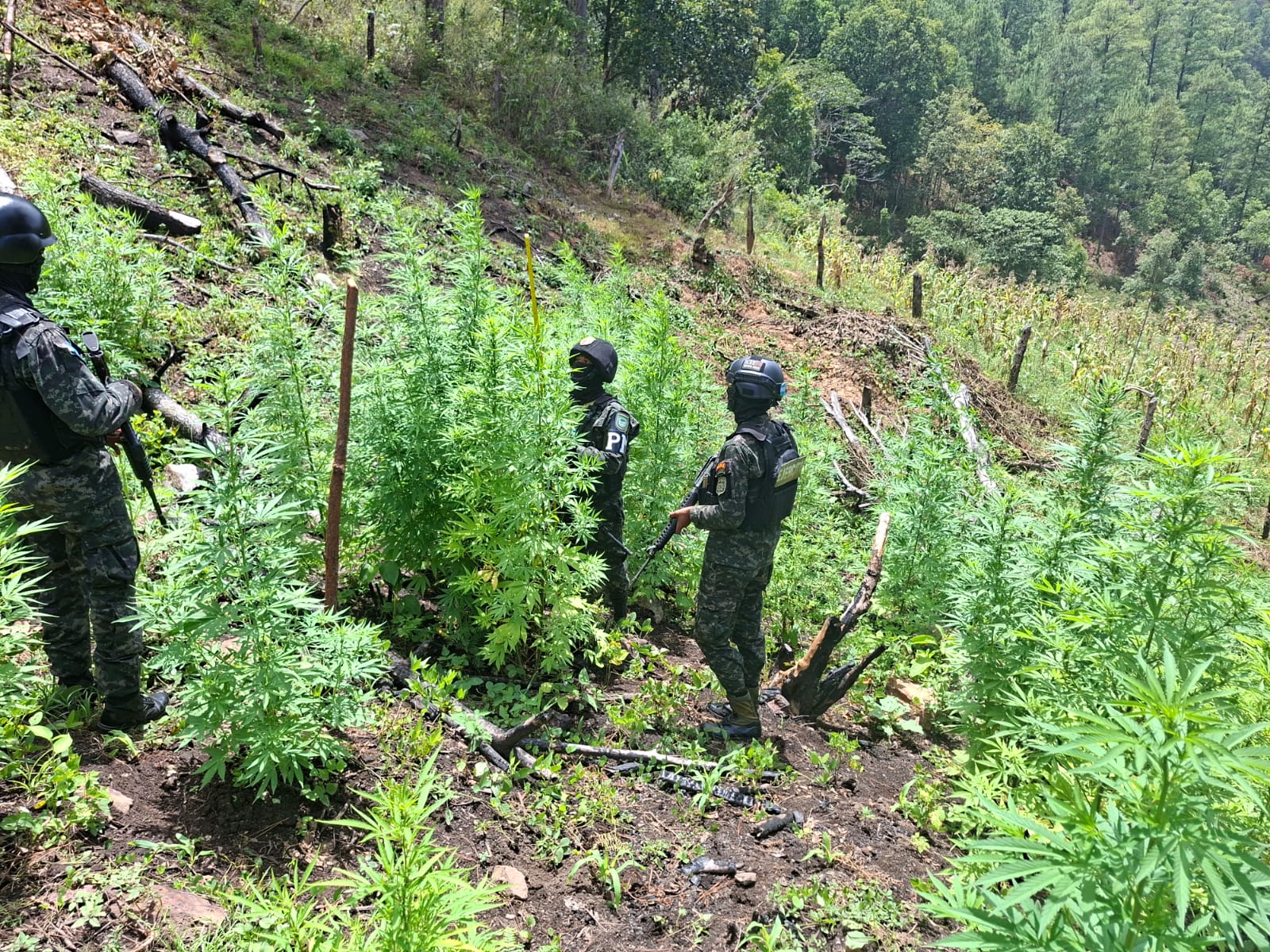 También localizaron plantación de marihuana