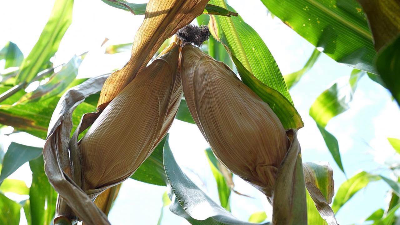 Las condiciones de sequía amenazan las cosechas y pueden reducir los ingresos de familias que dependen de la agricultura.
