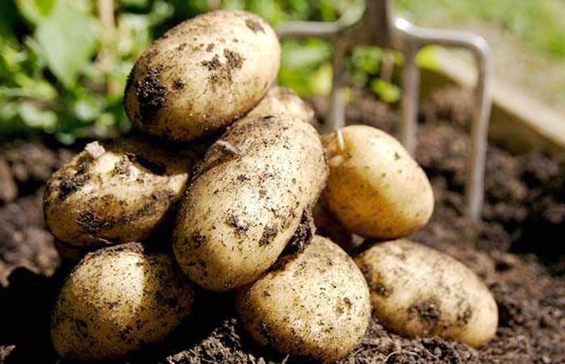 El cultivo de papa genera más de 20,000 empleos directos e indirectos y tiene entre sus principales zonas productoras a Intibucá, La Paz y Ocotepeque.