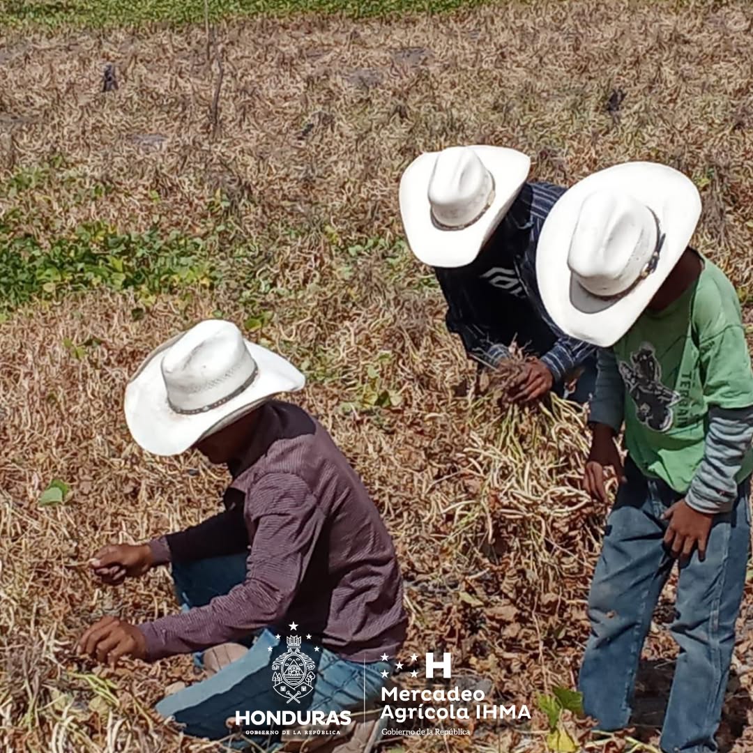 El frijol adquirido por el IHMA incluye producción de agricultores hondureños y producto importado para complementar el abastecimiento nacional.