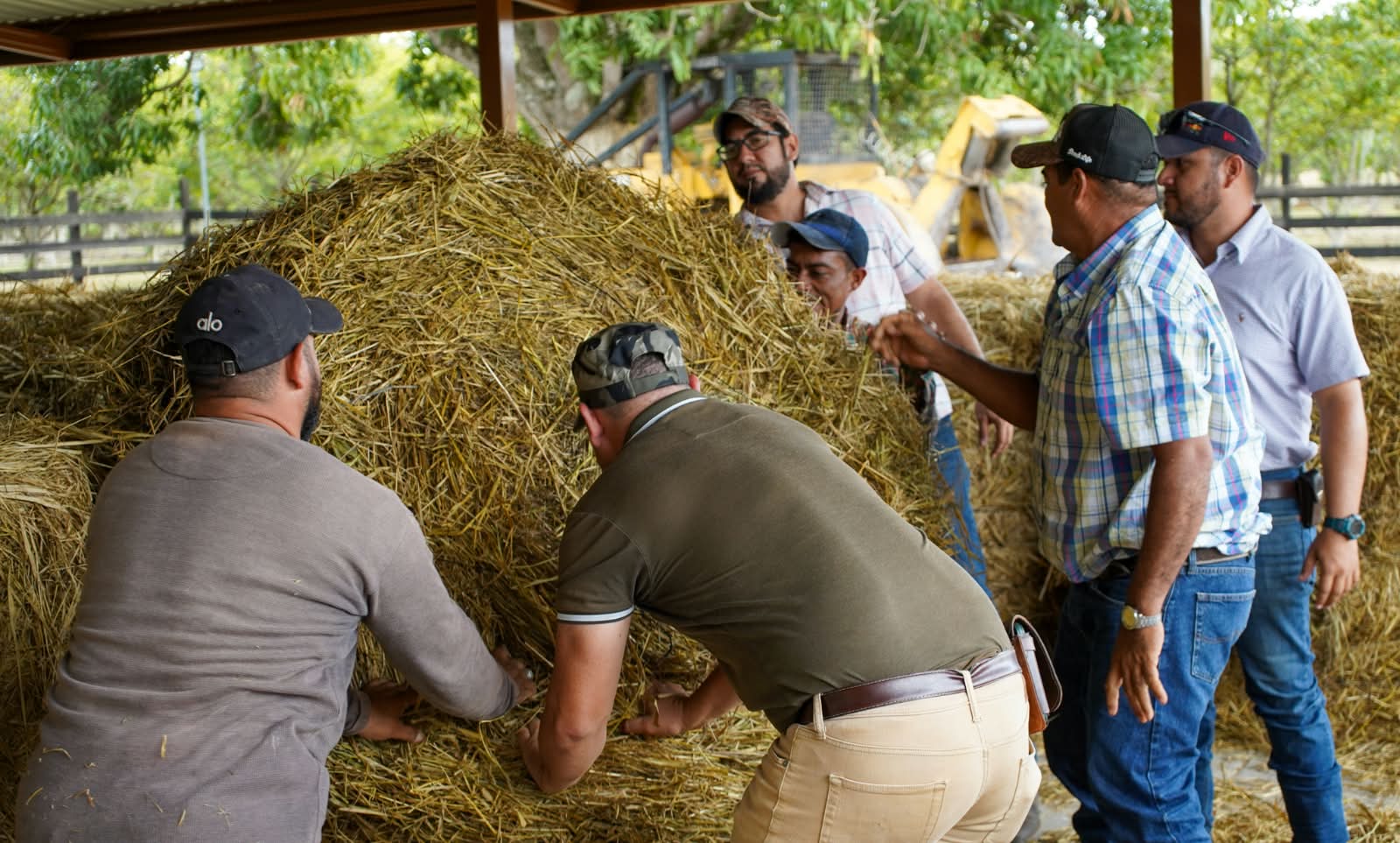 Ganaderos de Guaimaca recibieron insumos para fortalecer la alimentación de sus animales durante la temporada seca.