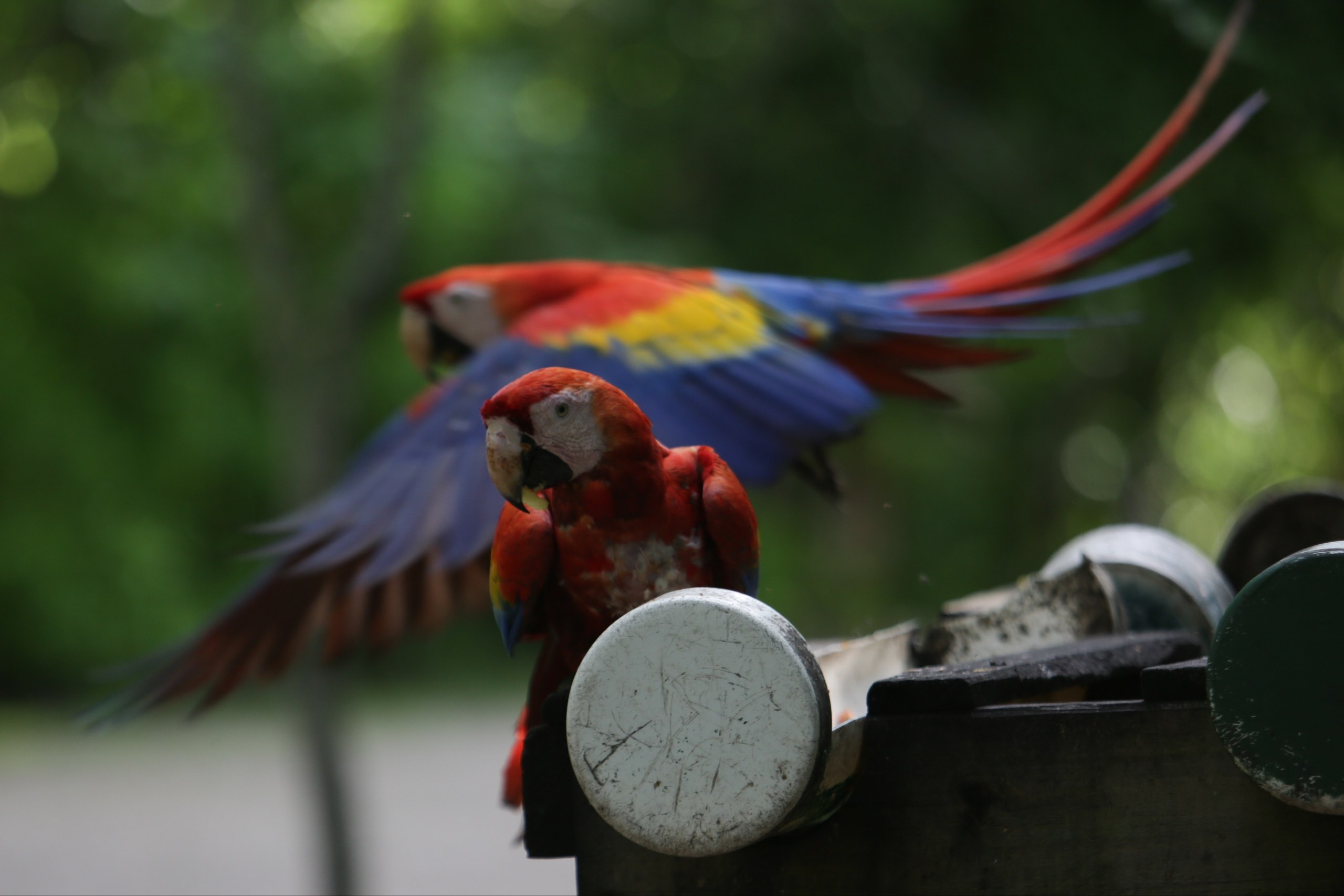 Además Copán es hábitat de la Guacamaya, ave nacional que incentiva el turismo.
