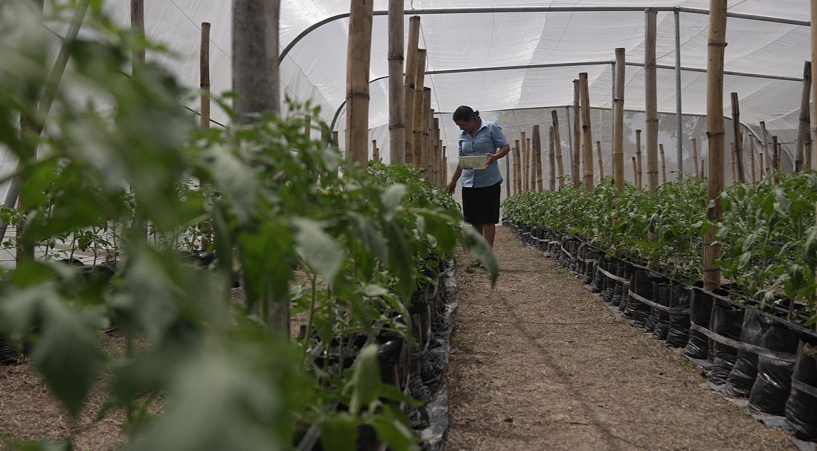 Proyecto Integral de Desarrollo Rural y Productividad (ProOccidente)