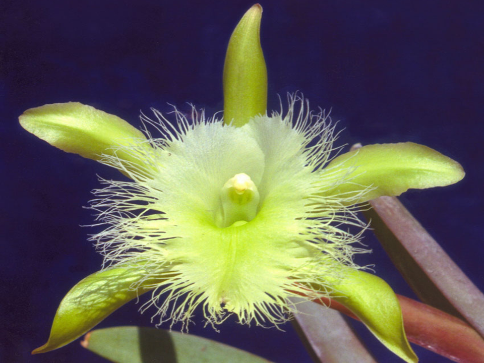 Rhyncholaelia_digbyana.png