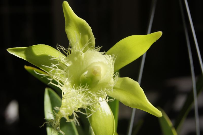 Flor-nacional-de-Honduras-05.jpg