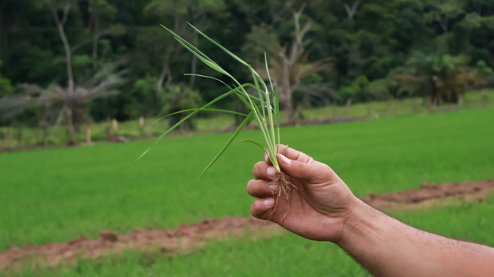 SAG FERTILIZANTES.jpeg