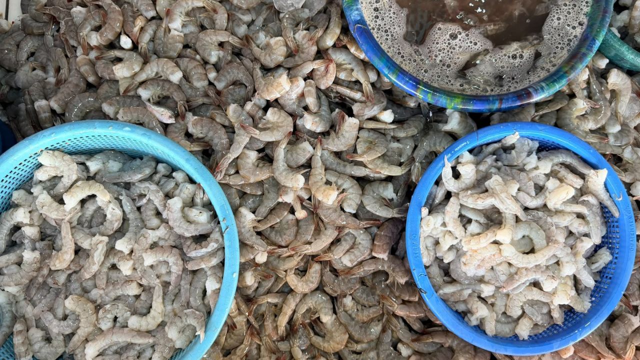 Mercado La Isla prepara feria de mariscos con ofertas para familias capitalinas