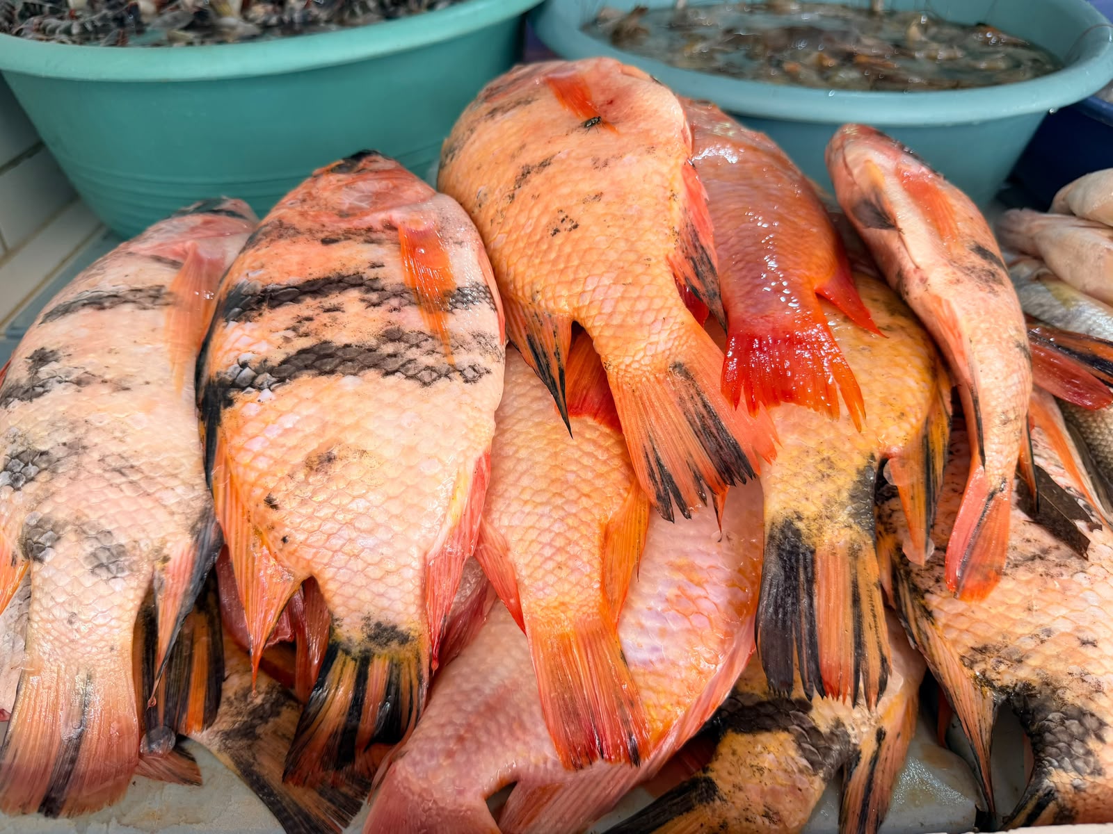 Pescados frescos
