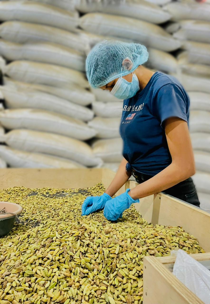 El cultivo de cardamomo en Honduras supera los 16 millones de dólares en exportaciones anuales y proyecta una cosecha superior a los 80,000 quintales