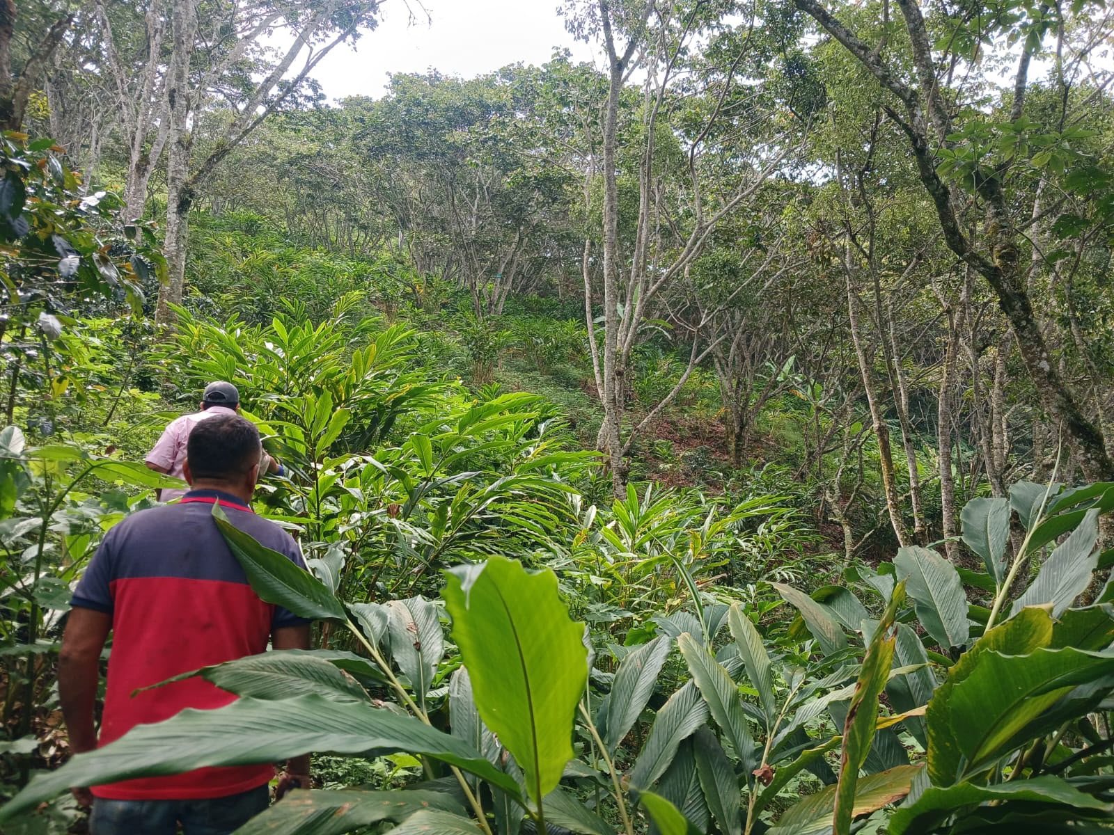 Producción de Cardamomo.