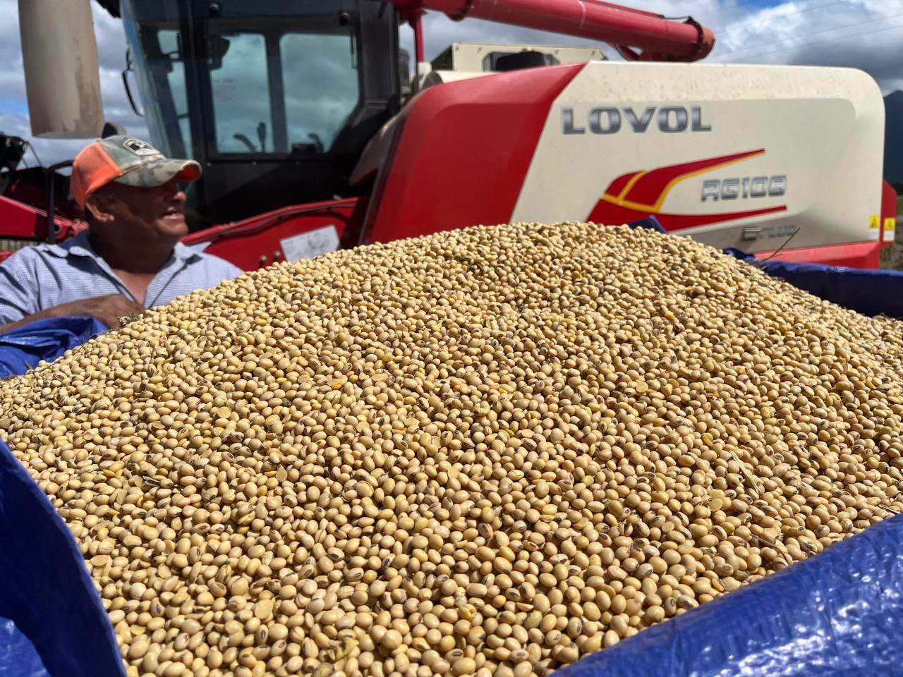 Grano de soya
