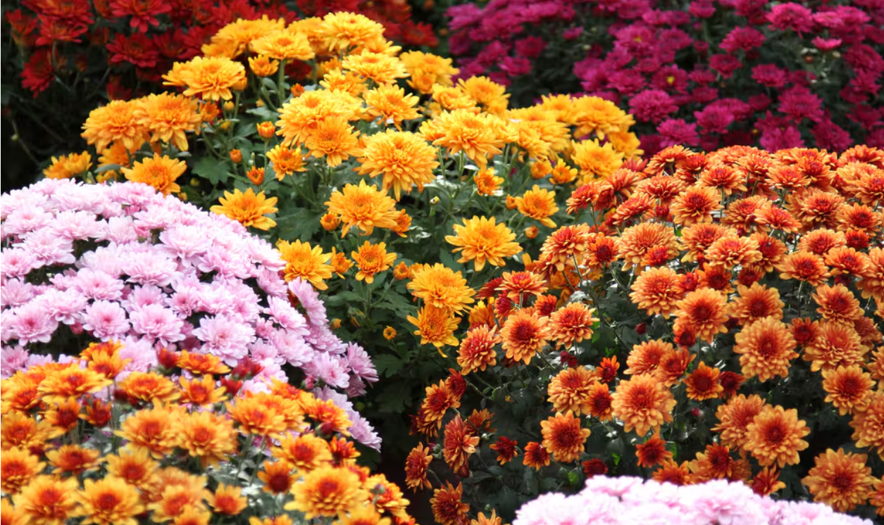 El crisantemo es una de las flores que presenta mayor diversidad de formas y colores.