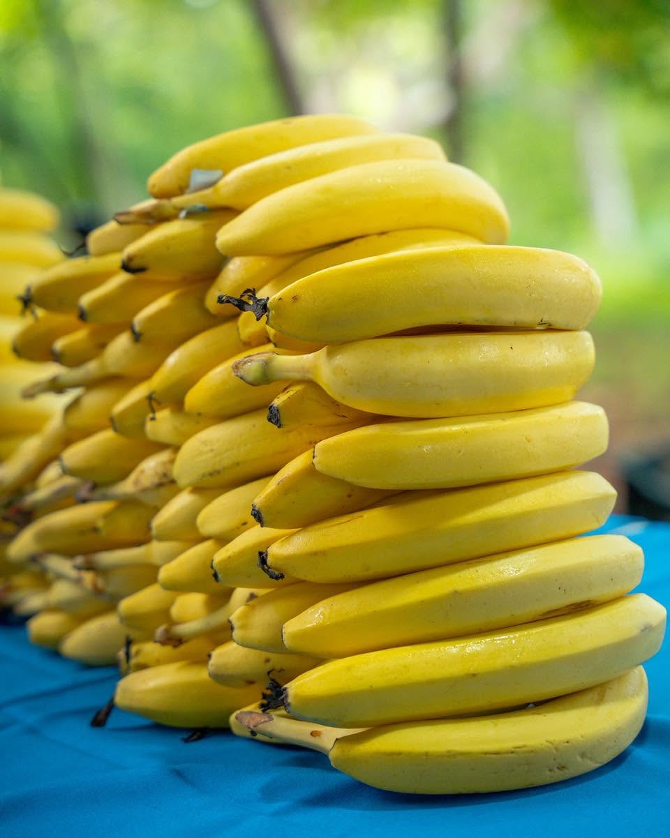 Nana Banana Honduras coordina la entrega de banano a comunidades del sur del país que enfrentan dificultades por la falta de lluvias.