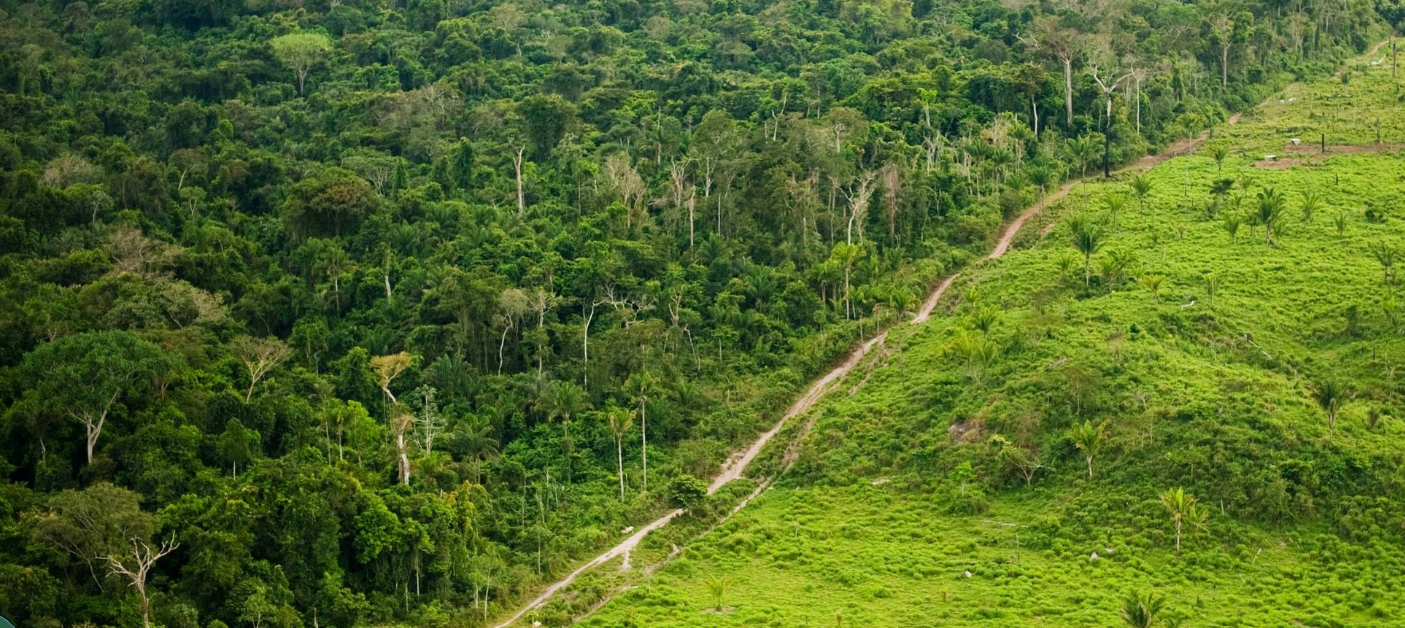 incentivar la caficultura pero con protección de los bosques
