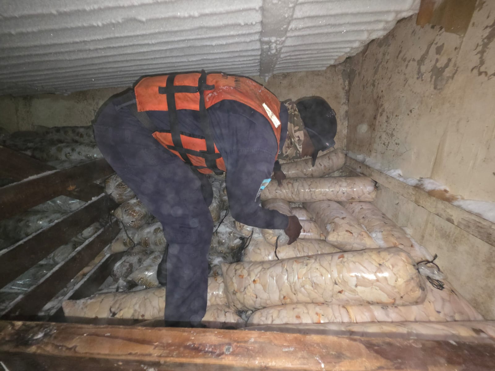 1,200 libras de langosta y más de mil libras de caracol fueron decomisadas.