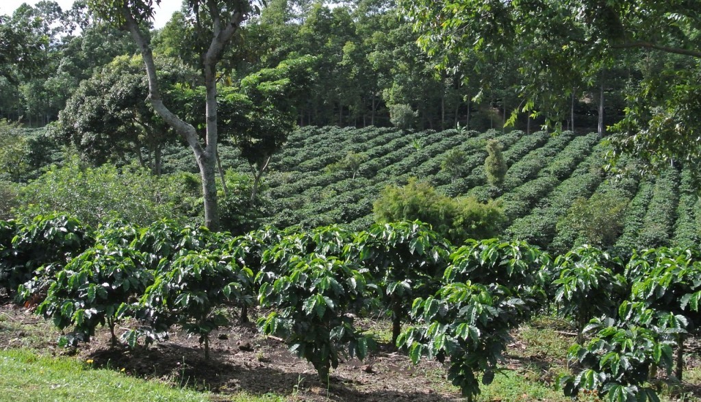 Plantaciones de café