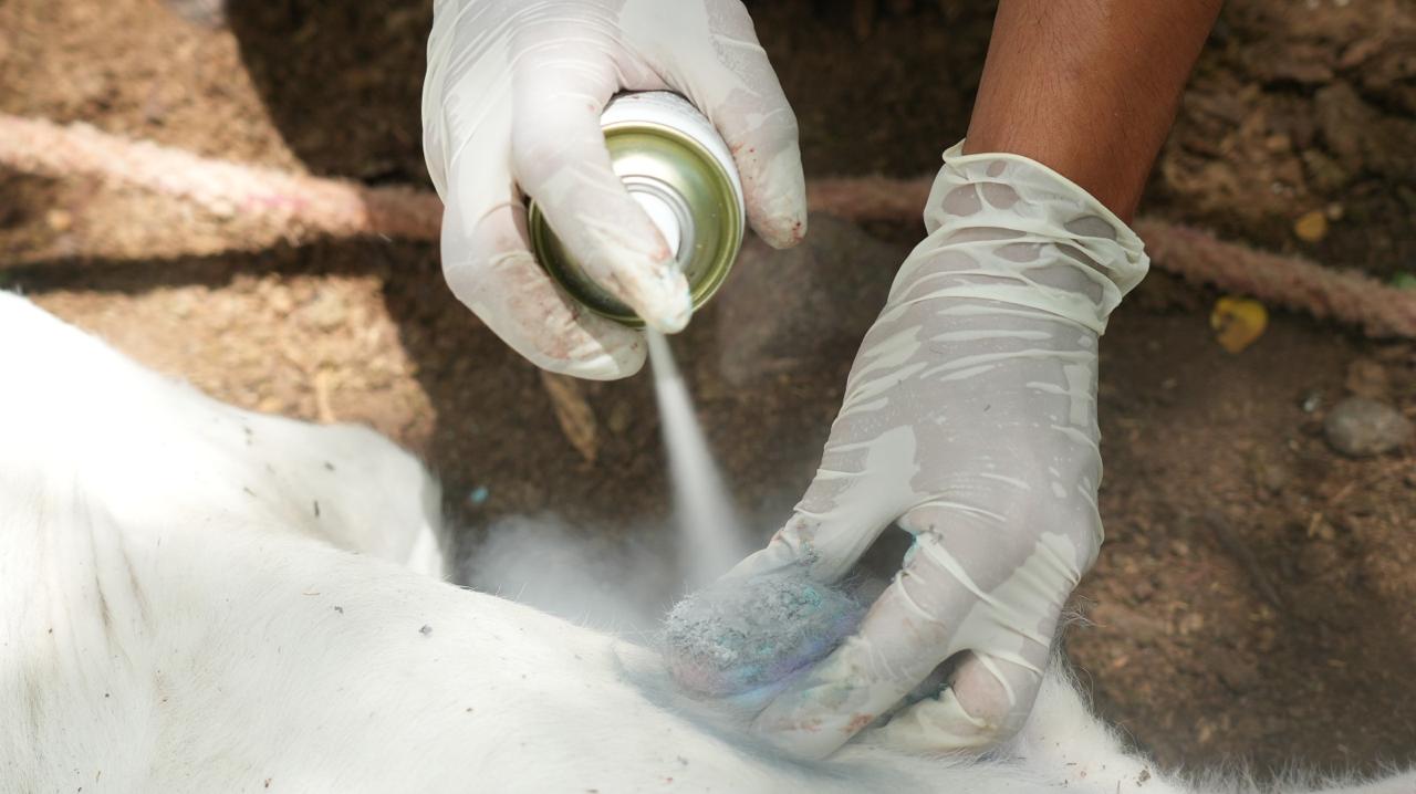 Las inspecciones y los monitoreos epidemiológicos buscan detectar infestaciones y reducir la propagación de la plaga.