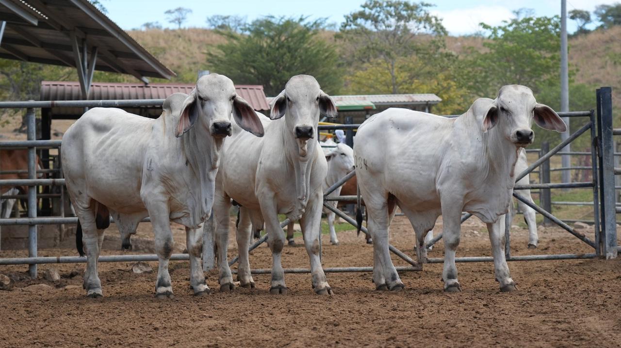 SENASA capacita a productores para prevenir y tratar el gusano barrenador del ganado en Honduras.