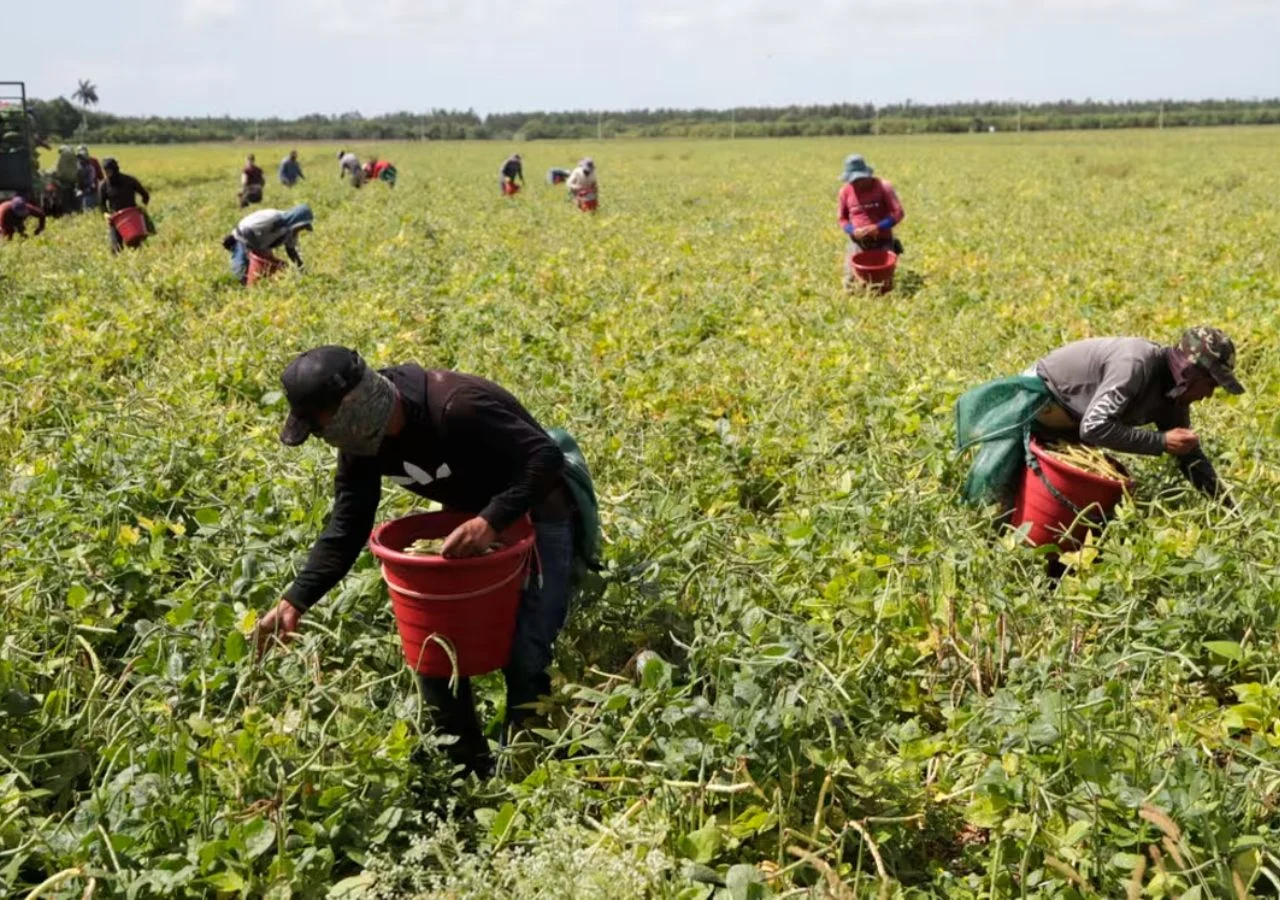 2. Los seleccionados realizarían labores de recolección de fresas