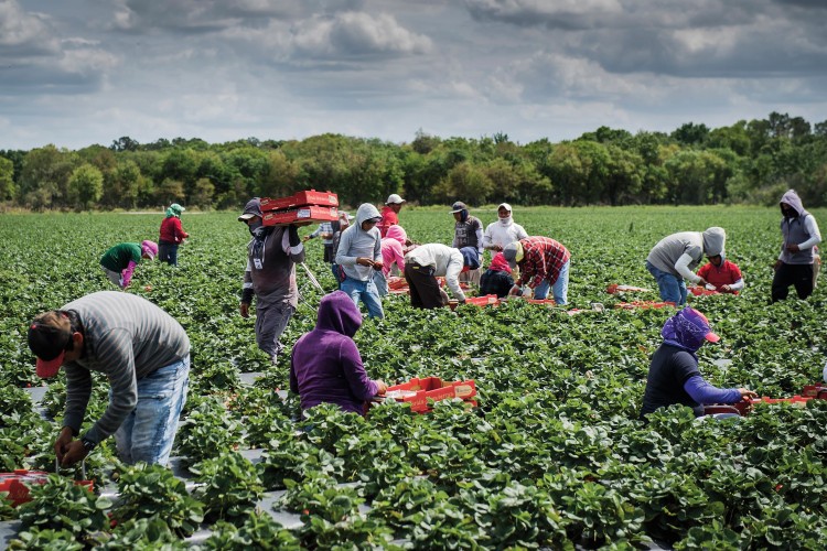 se incorporarían a labores agrícolas temporales