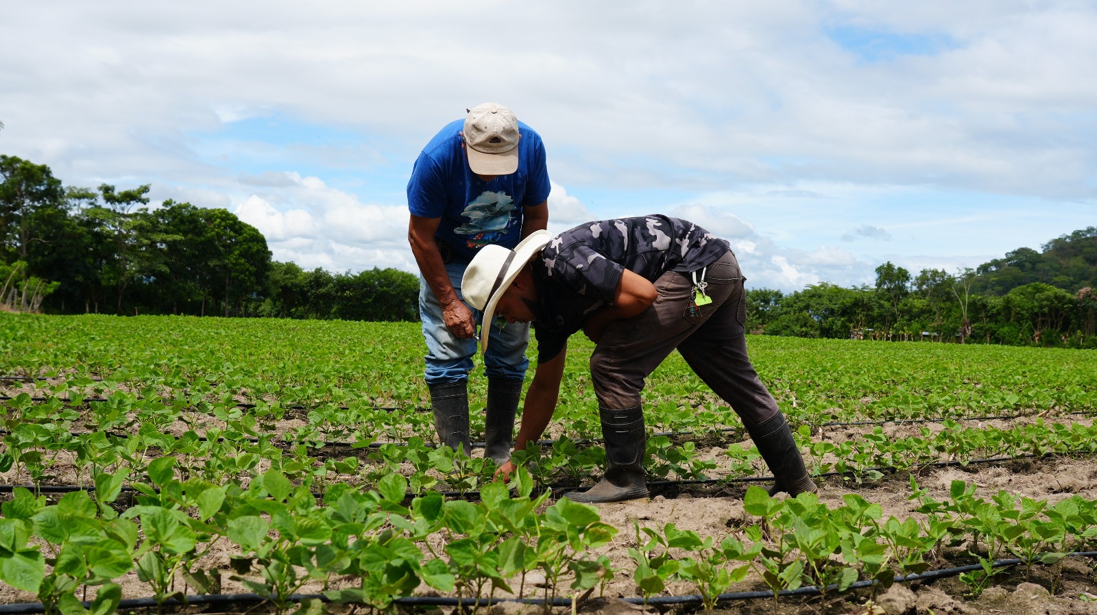 productores de Jamastrán busca mantener activa la producción agrícola