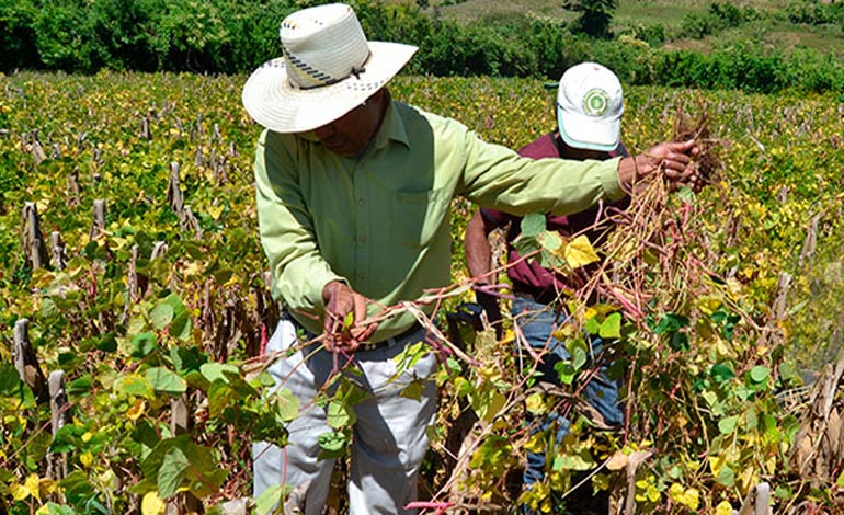 Honduras proyecta cosechar tres millones de quintales de frijol en 2026